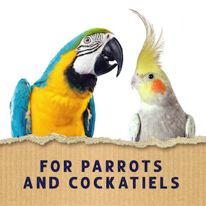 Feature-Image showing Super Fruit Cocktail